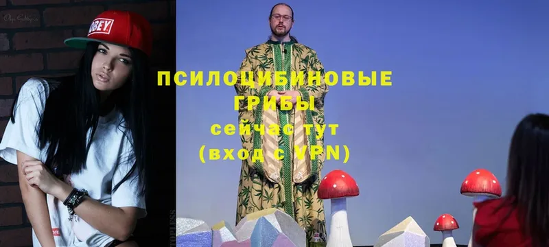 закладка  Заволжск  Псилоцибиновые грибы Magic Shrooms 